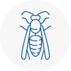 Langley Mill Wasp Nest Removal
